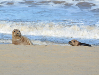 Two sea lions on the beach