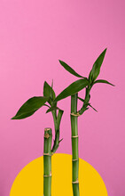 Bamboo Stalks With Leaves On A Colored Background In The Form Of A Yellow Sun And A Pink Sky. Abstract Composition, Copy Space, Concept, Art, Vertical Orientation, No People.