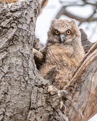 a great horned owlet is waiting on a tree branch