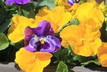 Purple And Yellow Flowers Pansies On A Flower Bed In Spring