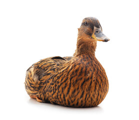 Sticker - One brown duck.