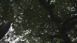 Baum Krone im Stadt Park