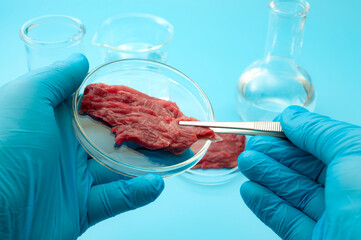 Food engineering, lab grown beef and the diet of the genetically modified foods with scientist analyzing sample of synthetic meat in glass petri dish isolated on blue background in science laboratory