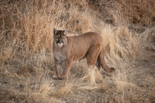 Cougar Also Called Mountain Lion, Panther Or Puma Hunting In A Meadow In Winter Colorado, USA
