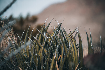 desert plant