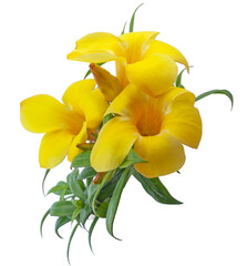 Wall Mural - Allamanda flower isolated on white background