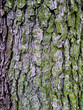 Relief texture of the bark of oak ( alder ) with green moss on it. 