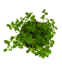 Poster - fresh mint growing in pot isolated on white