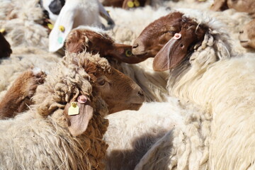 Canvas Print - sheep and lamb