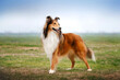 © Kate - portrait of collie dog on a natural background