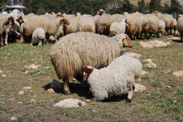 Canvas Print - sheep and lambs