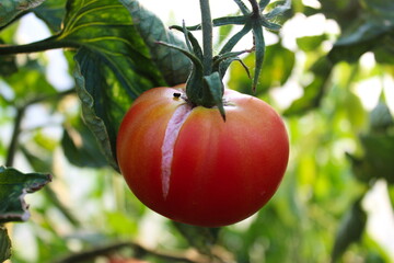 Wall Mural - One tomato on a vine in a greenhouse