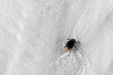 bug in the clear water on Pamukkale white travertine terrace close up