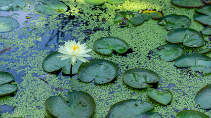 White water lily in the pond