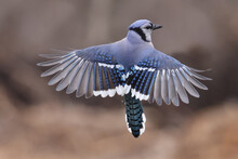 Blue Jays In Flight To Birdf Eeder On Bright Spring Day With Forest In Background