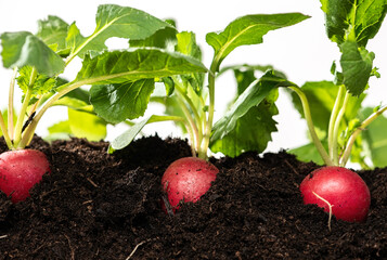 Wall Mural - radish plant growing on soil isolated on white