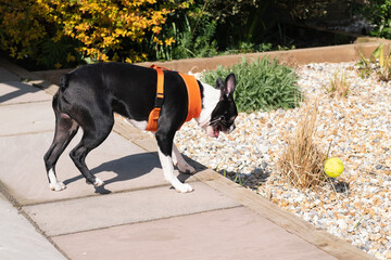 Sticker - Boston Terrier puppy playing on a patio in the sunhine, about to leap to catch a tennis ball.