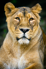 Wall Mural - Lioness resting and watching the surroundings lying down.