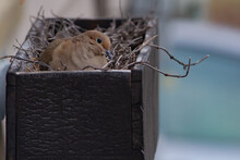 Mourning Dove Nested In Window Box.