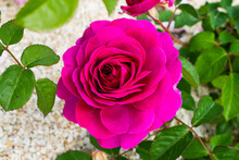 Top-view Of Beautiful Pink Hybrid Tea Garden Rose By Green Leaves