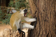 Black-faced vervet monkey yawning while sitting on tree stump, Samburu Game Reserve, Kenya