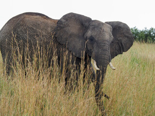 Masaai Mara, Kenya, Africa - February 26, 2020: African elephants in tall grass on Safari, Masaai Mara Game Reserve