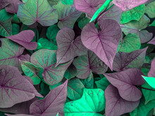 Maroon And Green Digital Heart Leaves Background