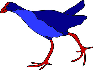 Pukeko bird