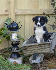 Wall Mural - 8 week old black and white border collie puppy 