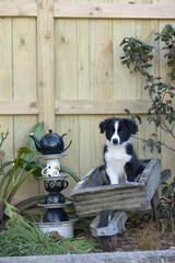 Wall Mural - 8 week old black and white border collie puppy sitting in a wooden wheel barrow 