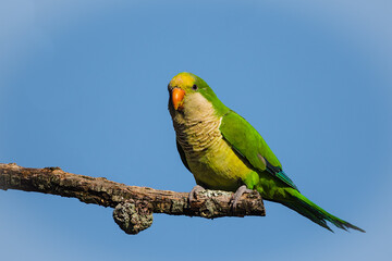 Wall Mural - a monk parakeet perching on a high branch