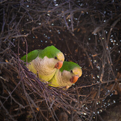 Wall Mural - a pair of monk parakeets in their nest