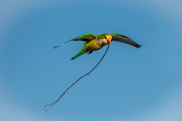 Wall Mural - A monk parakeet  carrying a long stick in flight with blue sky background