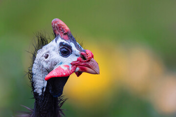 Wall Mural - head portrait of an adult guinea fowl with flower garden in the background