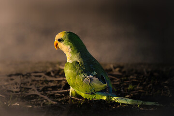 Wall Mural - A lovely monk parakeet  on the ground at the evening, long island, New York