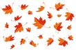 Maple leaves. Autumn background template with flying and falling leaves. Pattern of red and orange autumn leaves. Isolated. Vector illustration
