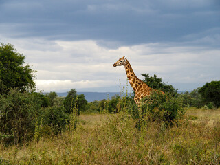 Rothschild's Giraffes roaming the african savannah in Lake Nakuru, Kenya, Africa