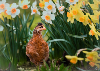 Wall Mural - chicken in the garden with daffodil flowers