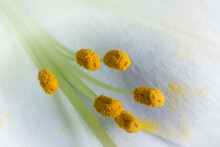 The Yellow Stamens