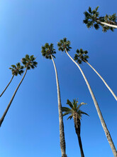 View Looking Up To Palm Trees
