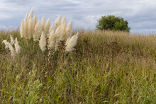 Grassy Field With Tall Blossoming Plants And Wheat Along With A Single Bushy Tree Under Cloudy Sky