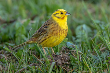 Wall Mural - Goldammer (Emberiza citrinella) Männchen