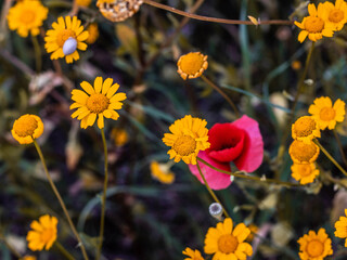 Flores en el campo