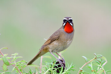 Canvas Print - Beautiful brown bird with bright red feathers on its chin happily perching on dirt pole among  green plantation