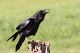Common raven in a Spanish area with the first lights of a cold winter day