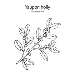 Wall Mural - Yaupon holly Ilex vomitoria tree branch