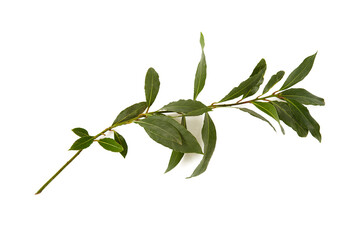 Wall Mural - bay leaf isolated on white background