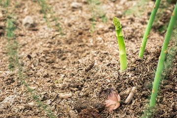 Wall Mural - Close up of fresh asparagus plant growing at vegetable plantation