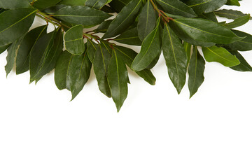 Sticker - bay leaf isolated on white background