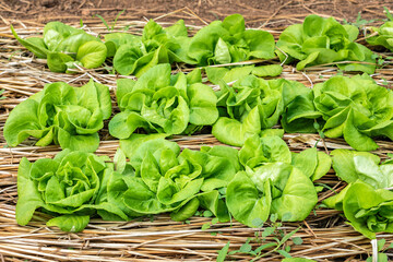 Wall Mural - Close up of fresh salad lettuce growing at vegetable plantation